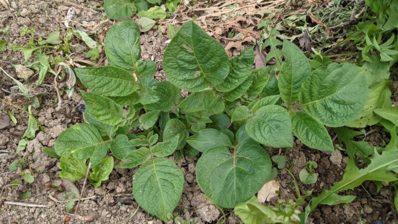 自然農的ジャガイモの芽かき方法 自然農に挑戦